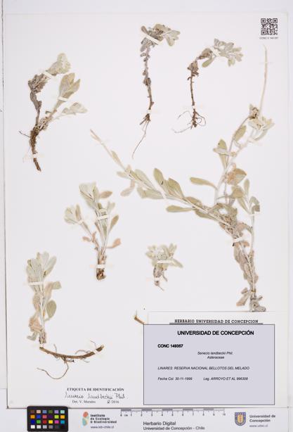 Senecio landbeckii [Espécimen: ]