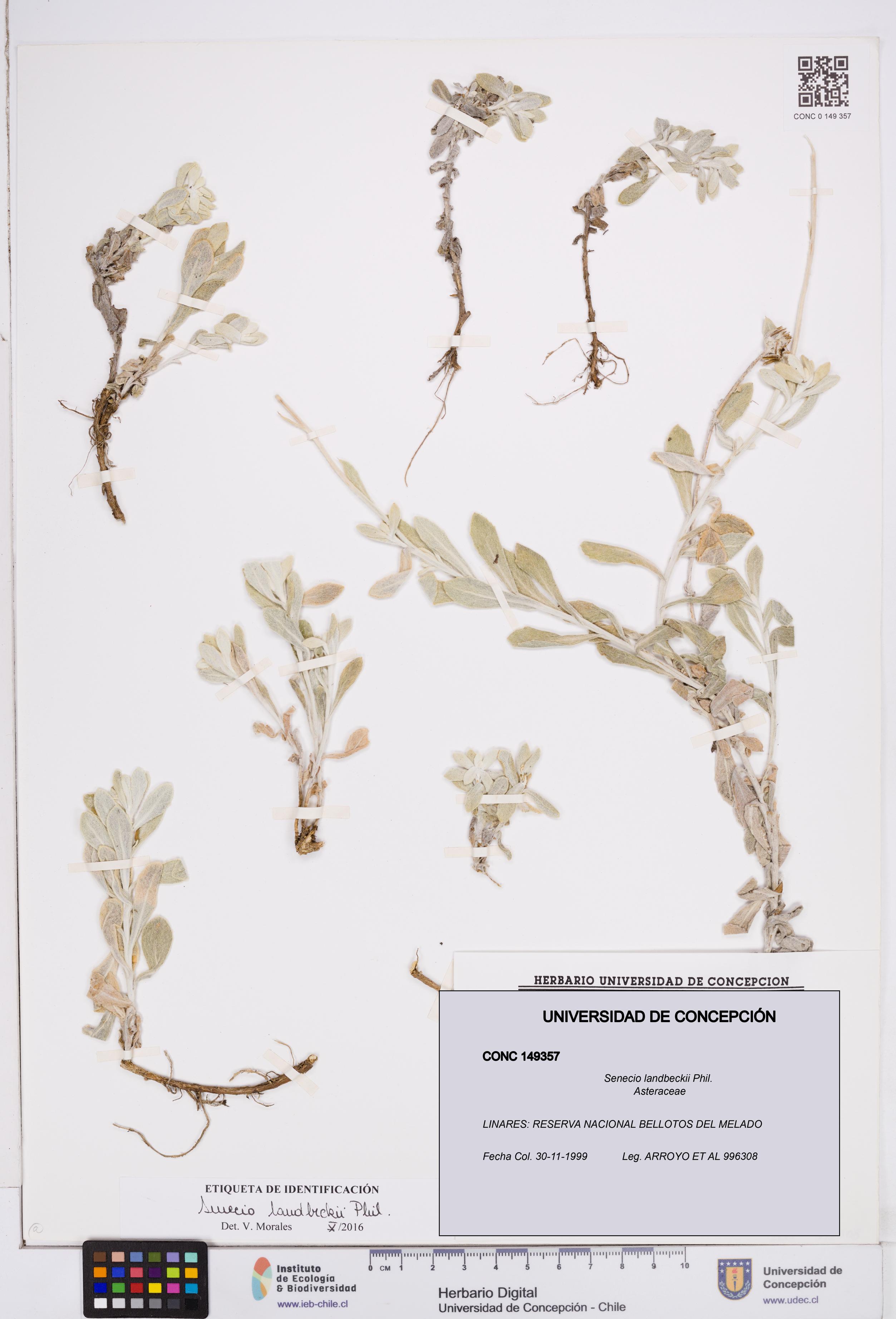 Senecio landbeckii [Espécimen: ]
