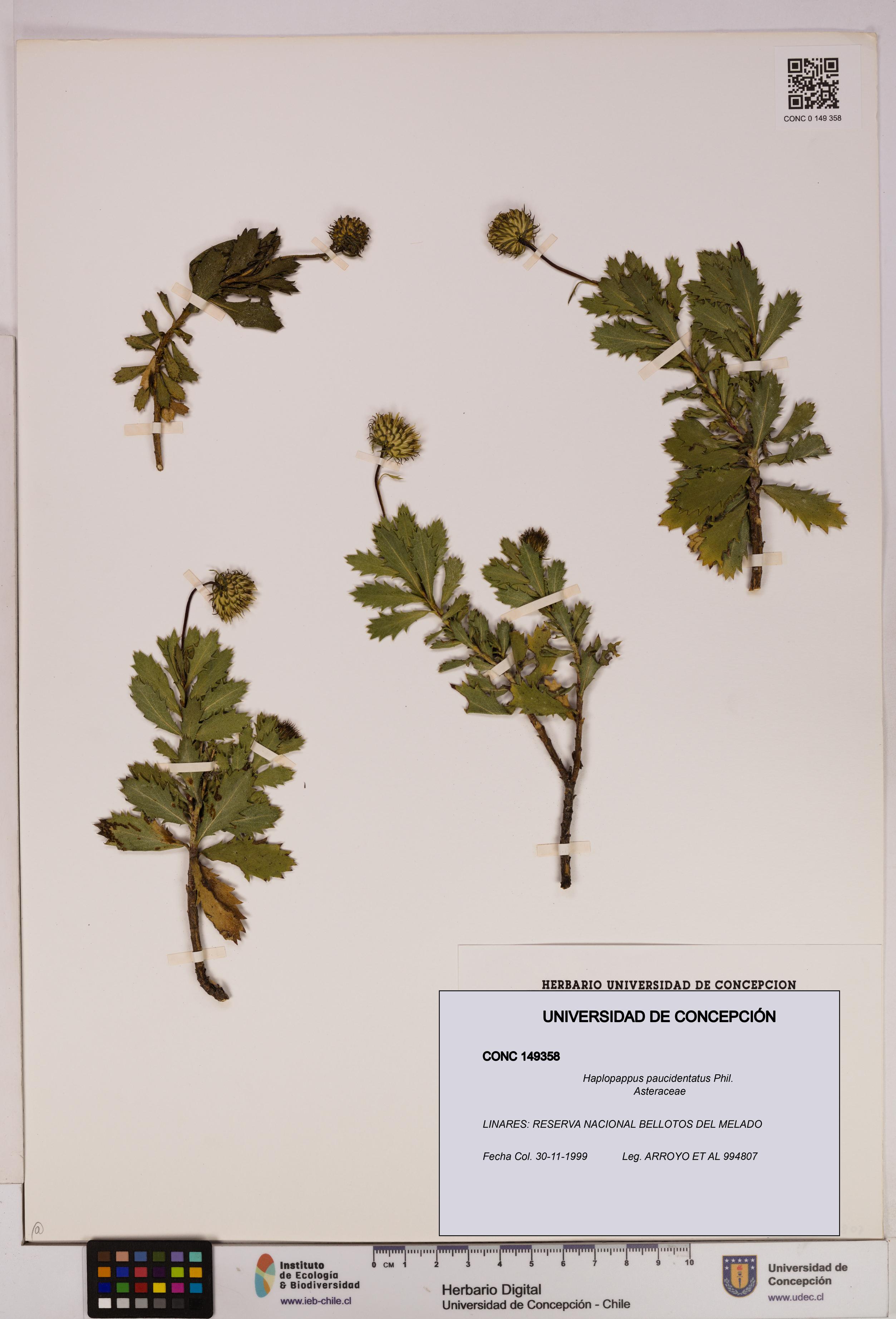 Haplopappus paucidentatus [Espécimen: UDEC:CONC:0149358]