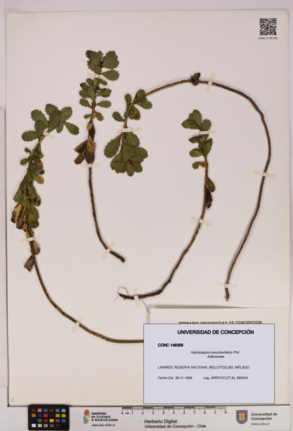 Haplopappus paucidentatus [Espécimen: UDEC:CONC:0149359]