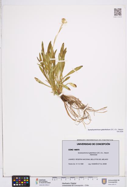 Symphyotrichum glabrifolium [Espécimen: ]
