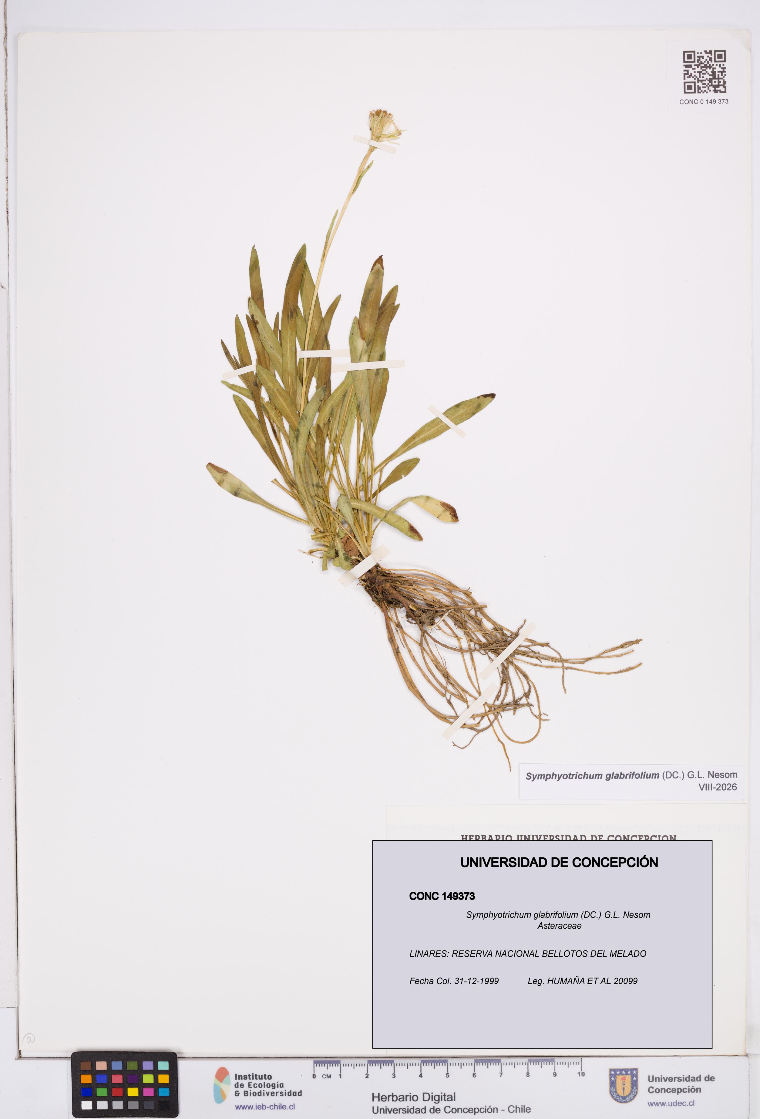Symphyotrichum glabrifolium [Espécimen: ]