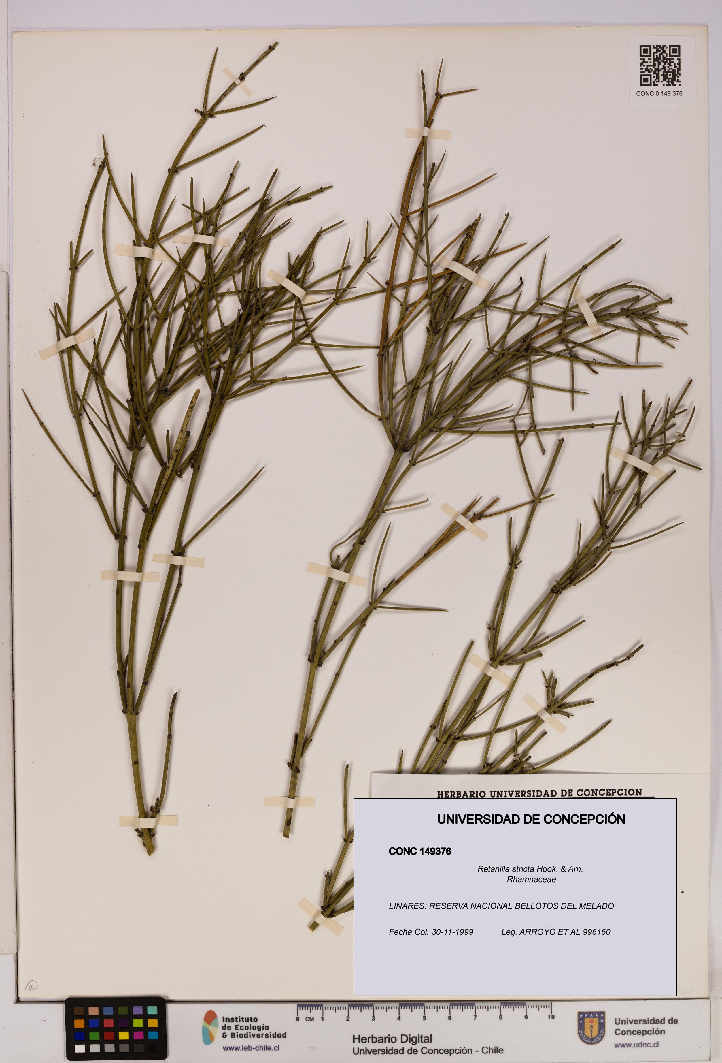 Retanilla stricta [Espécimen: UDEC:CONC:0149376]