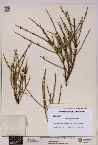 Retanilla stricta [Espécimen: UDEC:CONC:0149377]