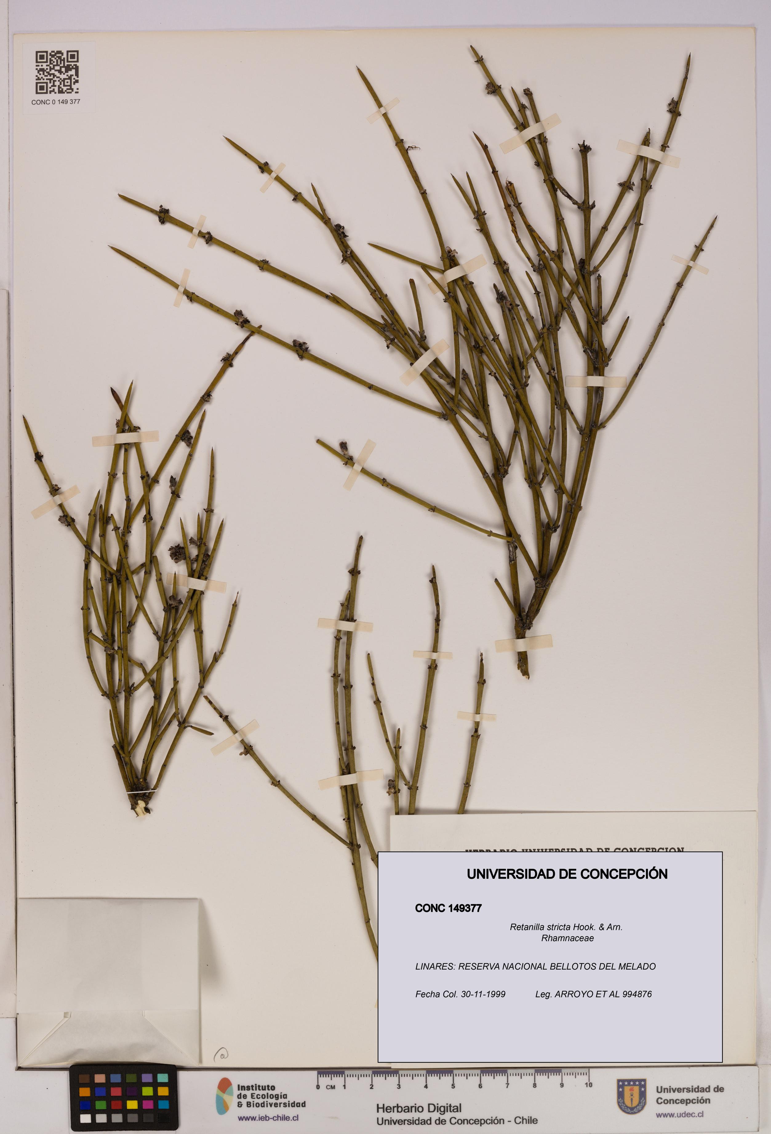 Retanilla stricta [Espécimen: UDEC:CONC:0149377]