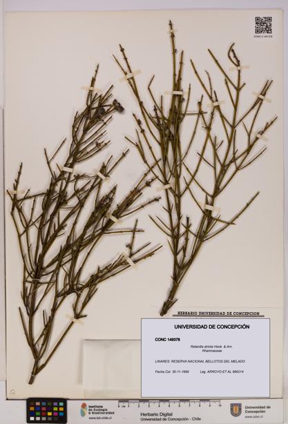 Retanilla stricta [Espécimen: UDEC:CONC:0149378]