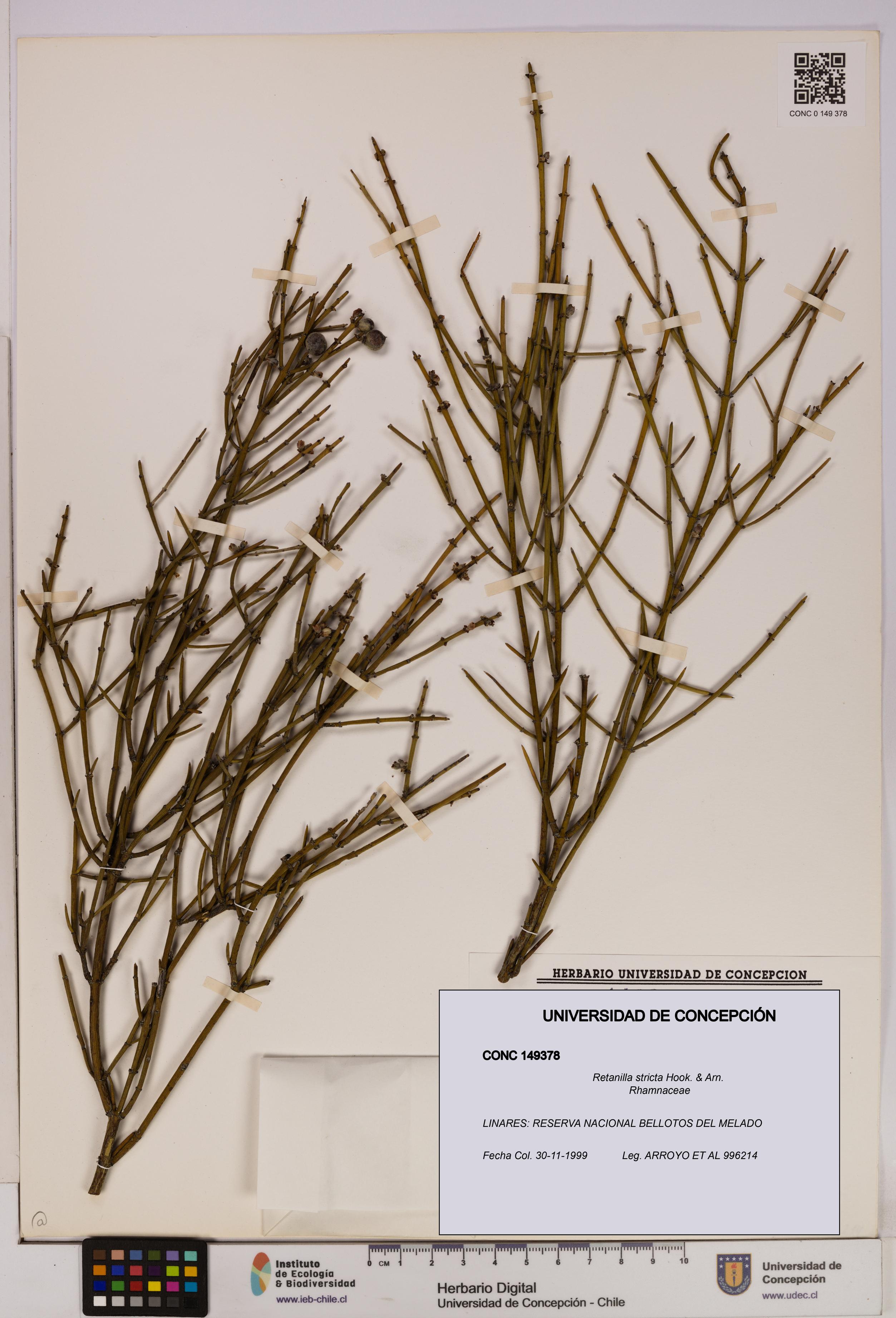 Retanilla stricta [Espécimen: UDEC:CONC:0149378]