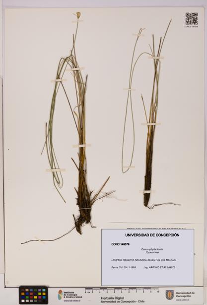 Carex aphylla [Espécimen: UDEC:CONC:0149379]