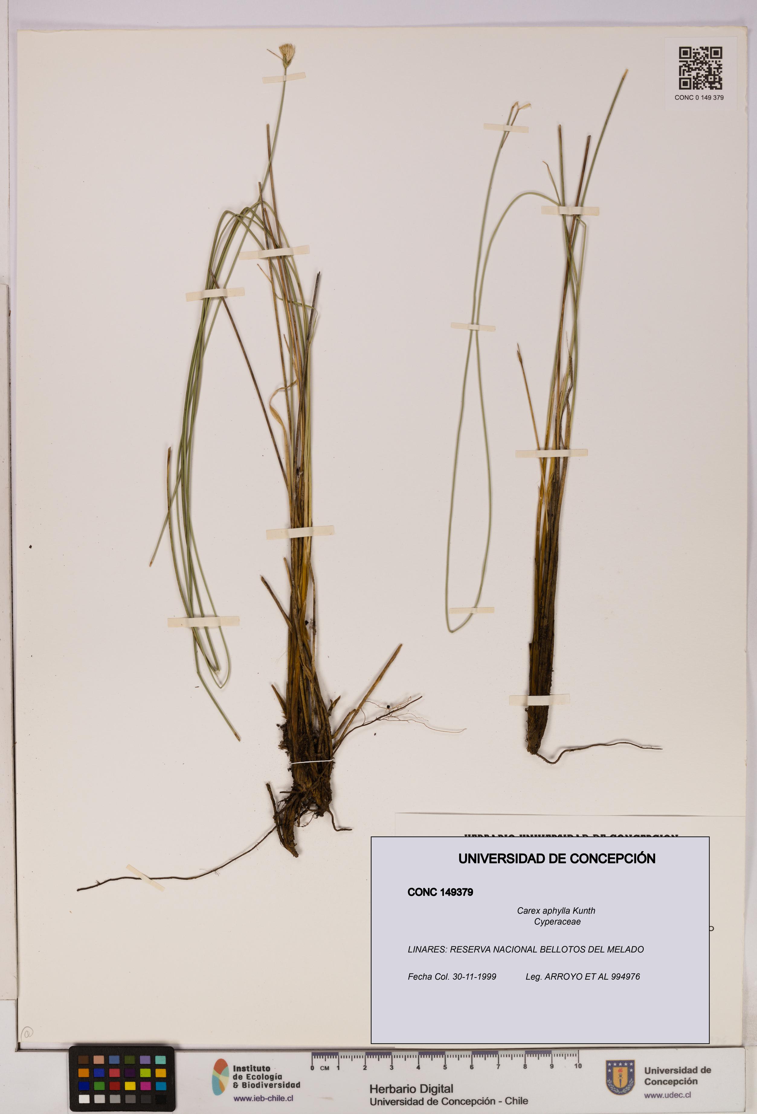 Carex aphylla [Espécimen: UDEC:CONC:0149379]