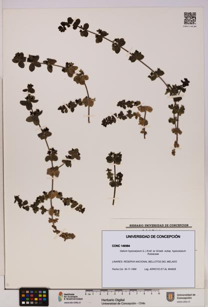 Galium hypocarpium subsp. hypocarpium [Espécimen: UDEC:CONC:0149384]