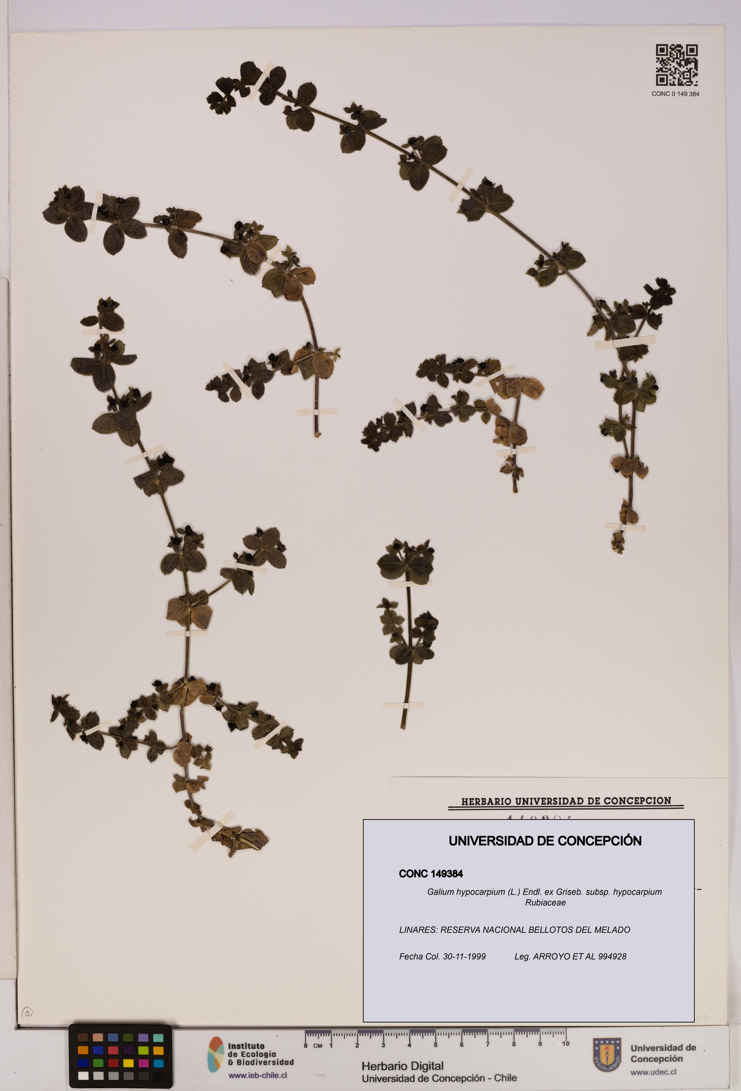 Galium hypocarpium subsp. hypocarpium [Espécimen: UDEC:CONC:0149384]