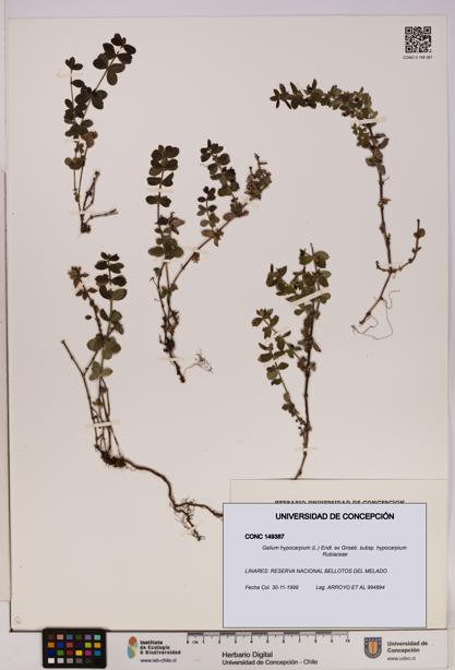 Galium hypocarpium subsp. hypocarpium [Espécimen: UDEC:CONC:0149387]