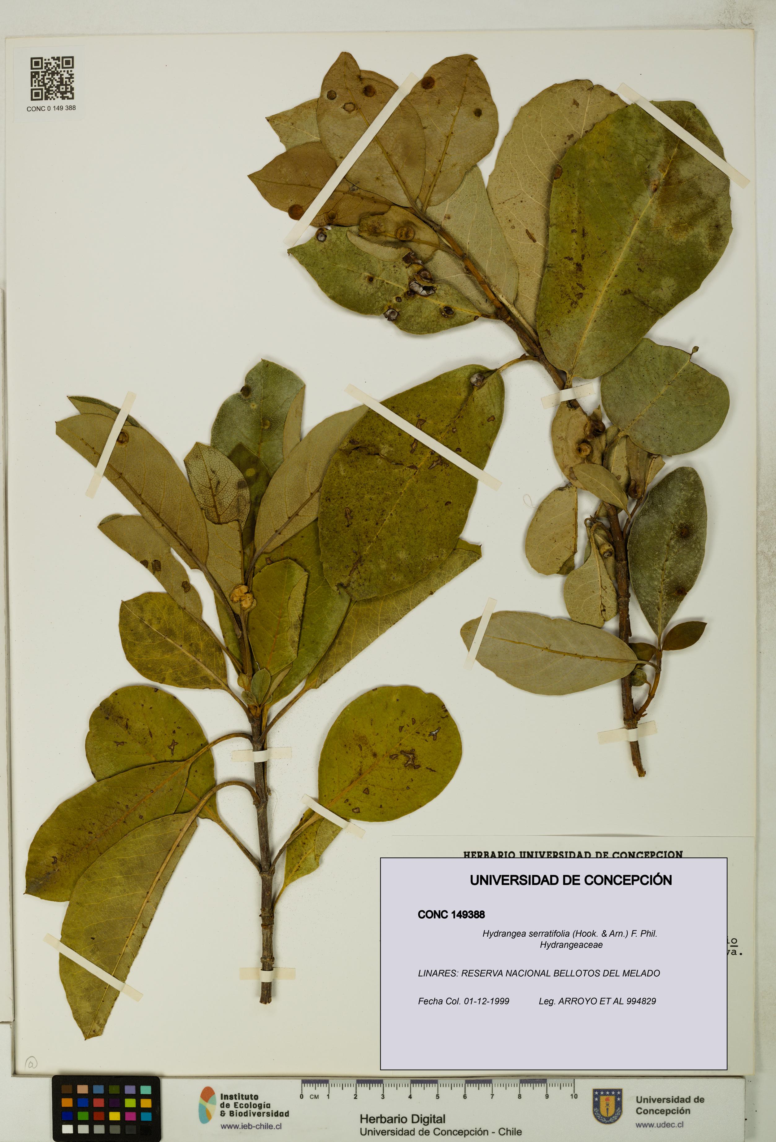 Hydrangea serratifolia [Espécimen: UDEC:CONC:0149388]