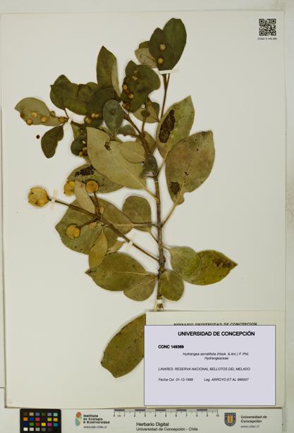 Hydrangea serratifolia [Espécimen: UDEC:CONC:0149389]