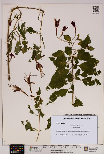 Fuchsia magellanica [Espécimen: UDEC:CONC:0149390]
