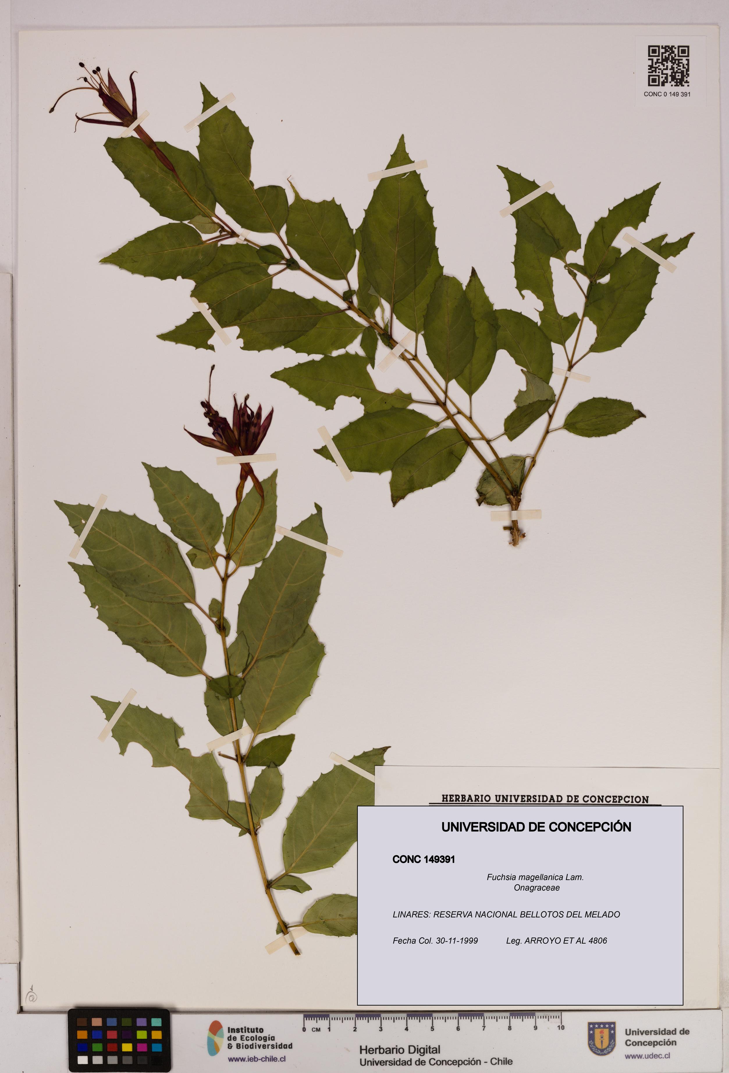 Fuchsia magellanica [Espécimen: UDEC:CONC:0149391]