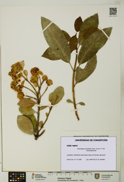 Hydrangea serratifolia [Espécimen: UDEC:CONC:0149410]