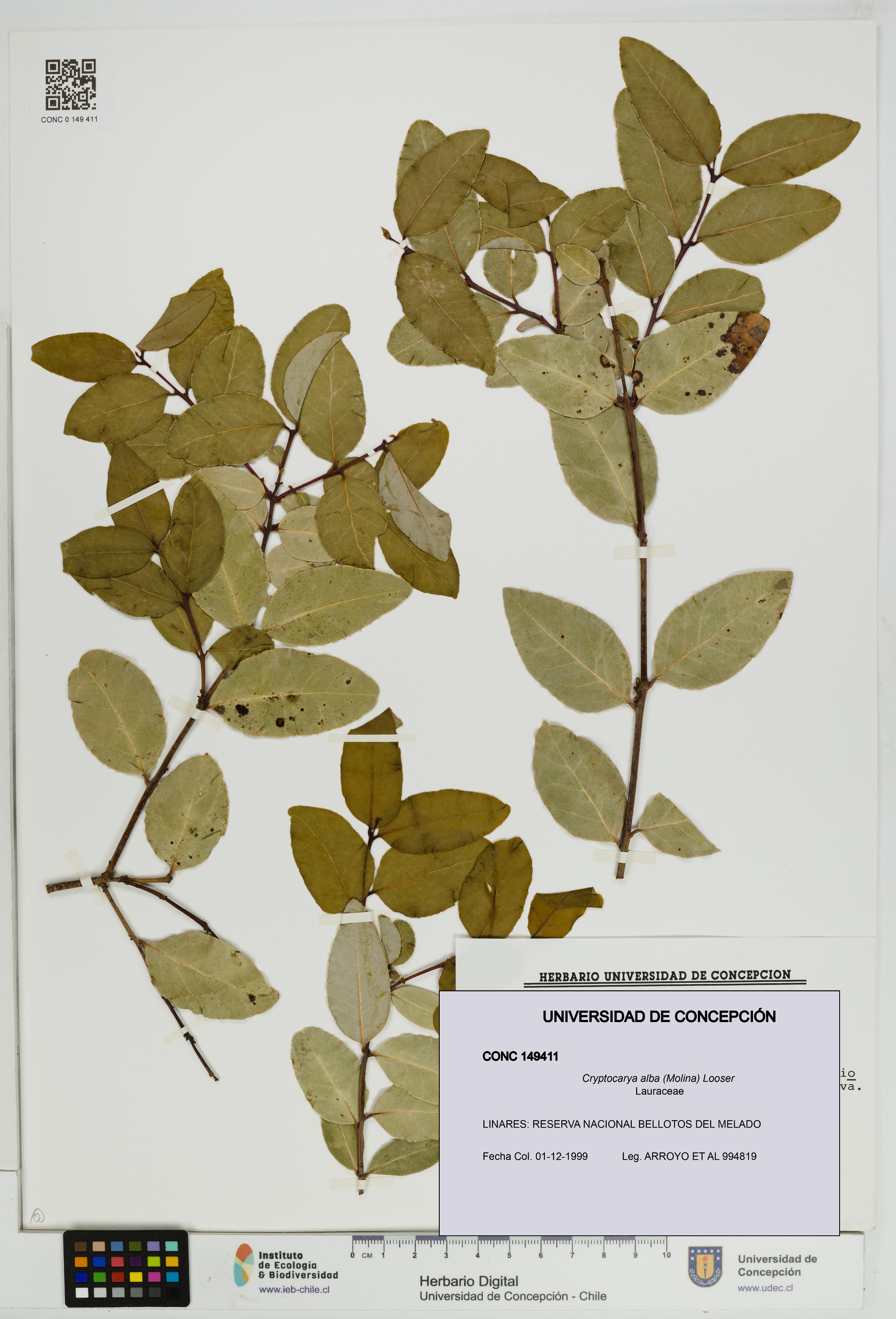 Cryptocarya alba [Espécimen: UDEC:CONC:0149411]