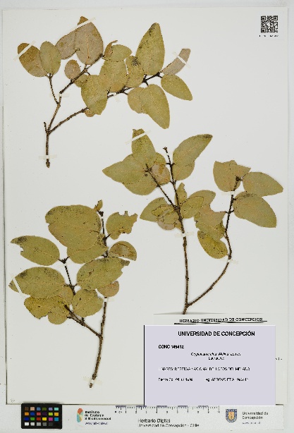 Cryptocarya alba [Espécimen: UDEC:CONC:0149412]