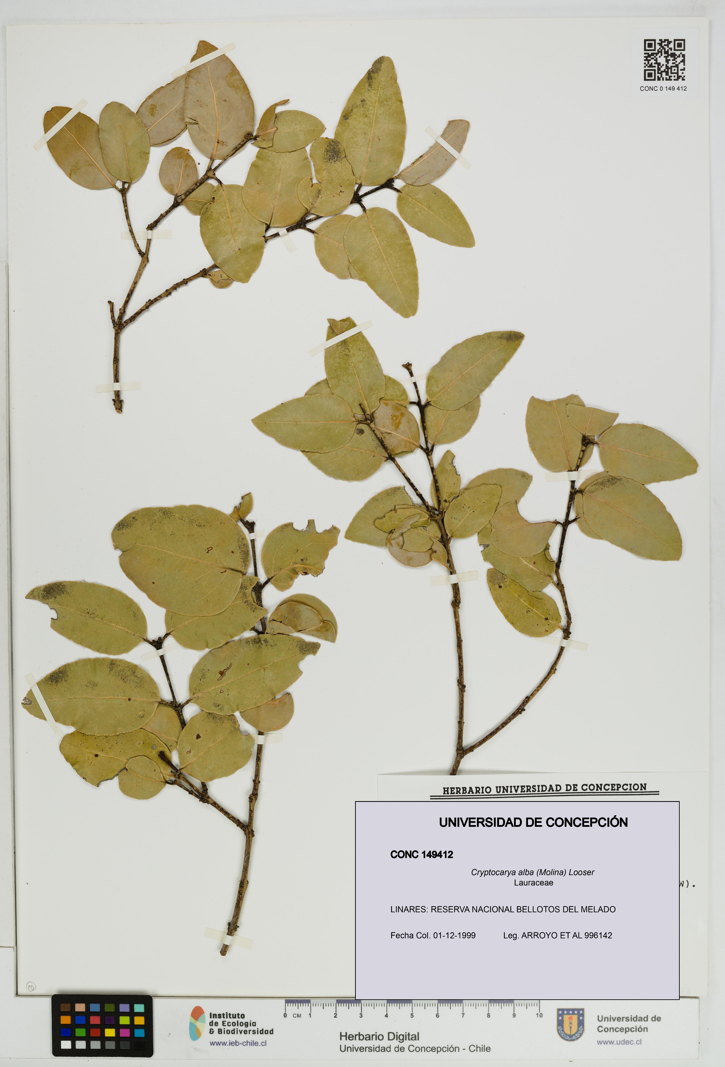 Cryptocarya alba [Espécimen: UDEC:CONC:0149412]