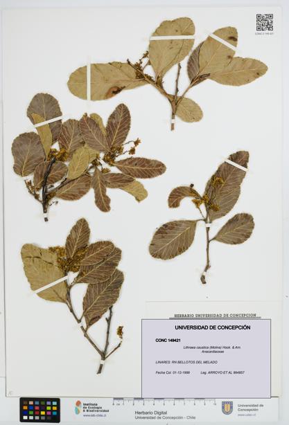 Lithraea caustica [Espécimen: UDEC:CONC:0149421]