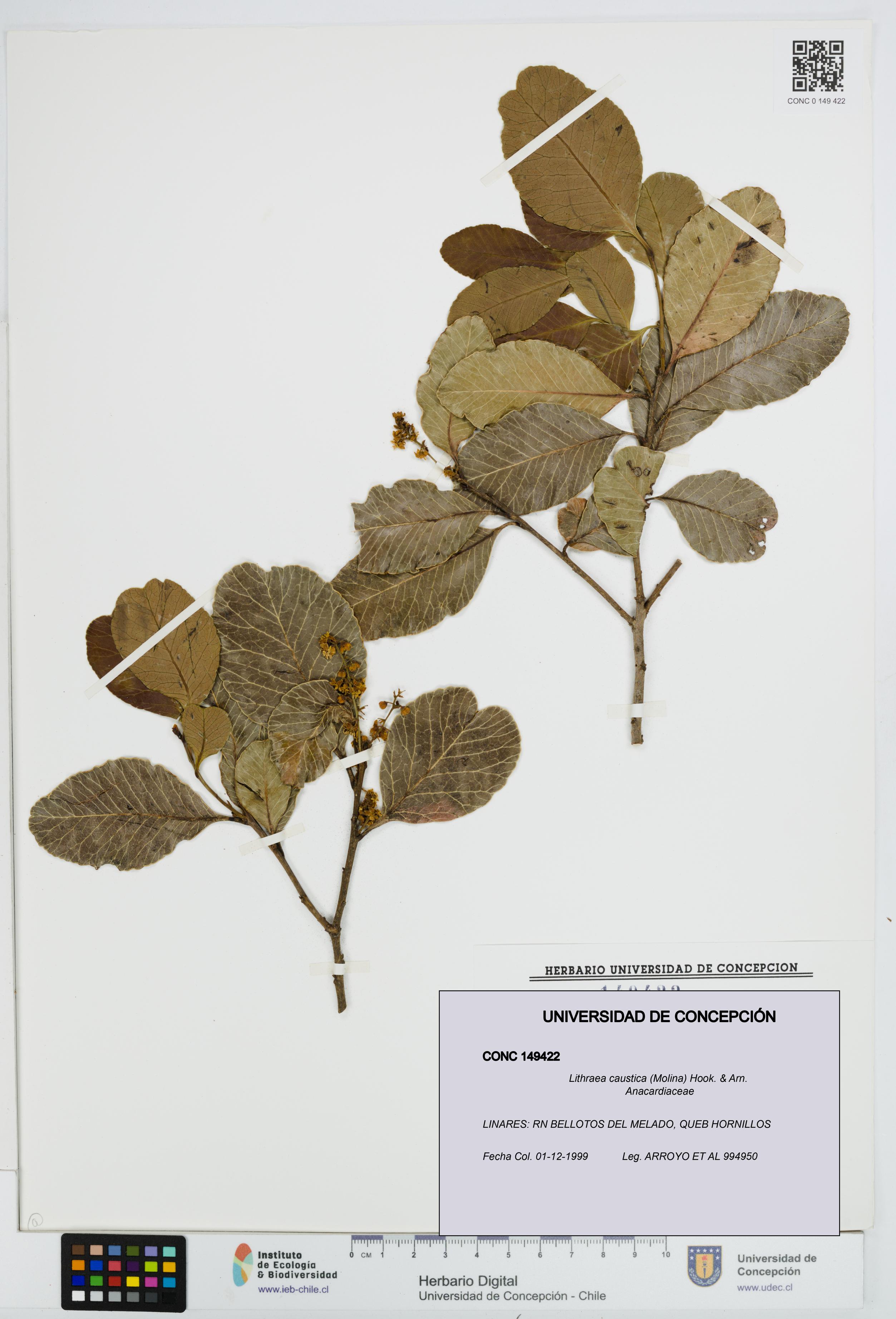 Lithraea caustica [Espécimen: UDEC:CONC:0149422]