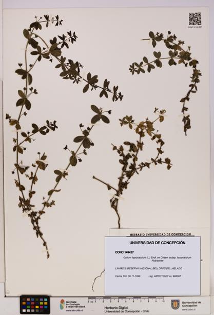 Galium hypocarpium subsp. hypocarpium [Espécimen: UDEC:CONC:0149427]