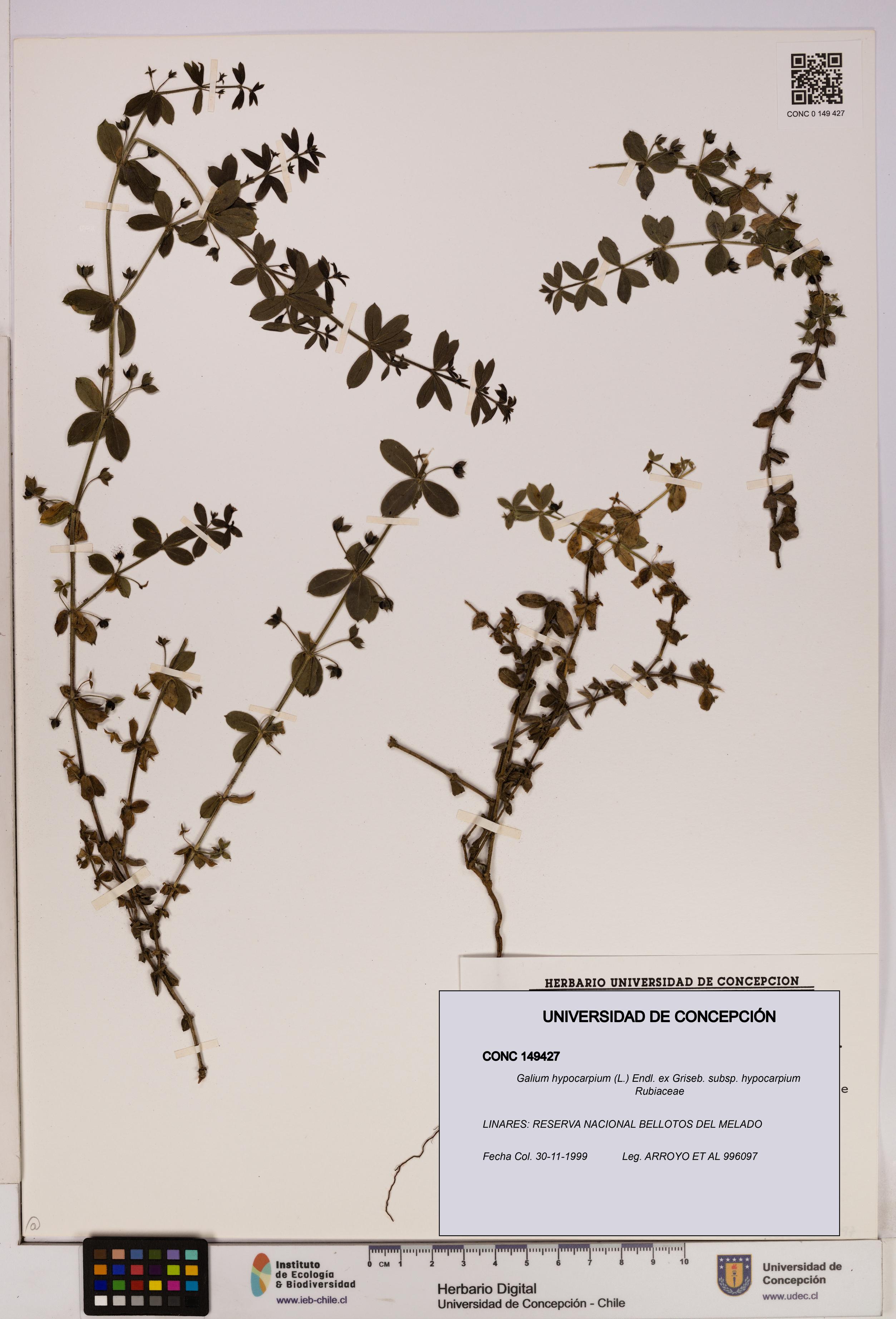 Galium hypocarpium subsp. hypocarpium [Espécimen: UDEC:CONC:0149427]