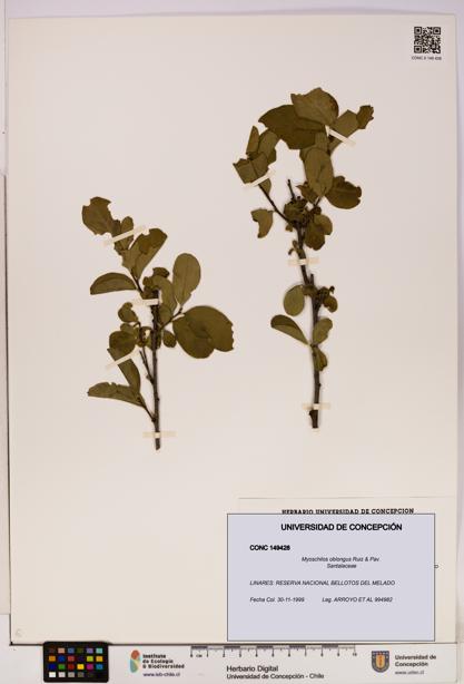 Myoschilos oblongus [Espécimen: UDEC:CONC:0149428]