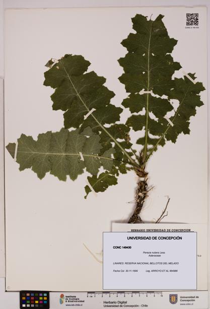 Perezia nutans [Espécimen: UDEC:CONC:0149430]