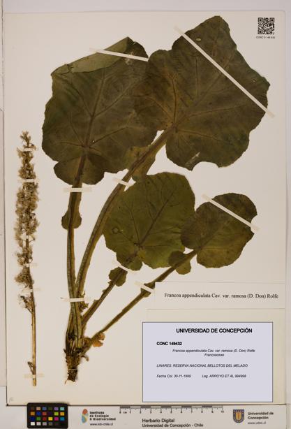 Francoa appendiculata [Espécimen: ]