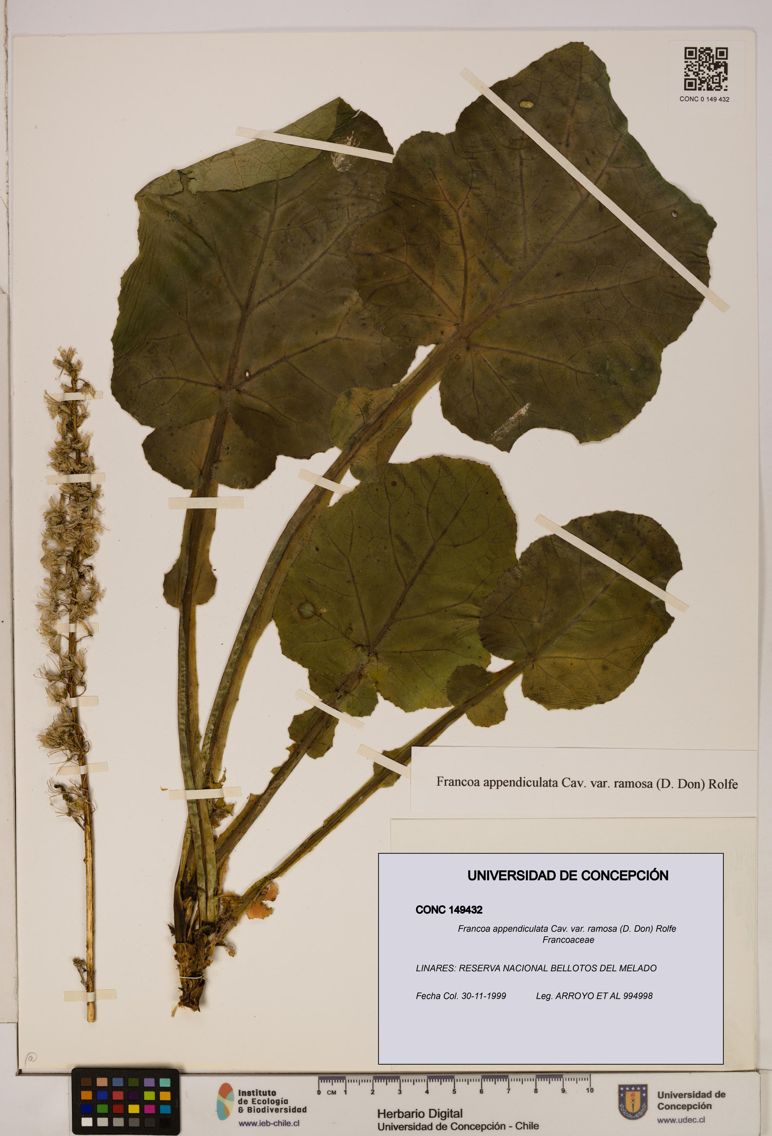 Francoa appendiculata [Espécimen: ]