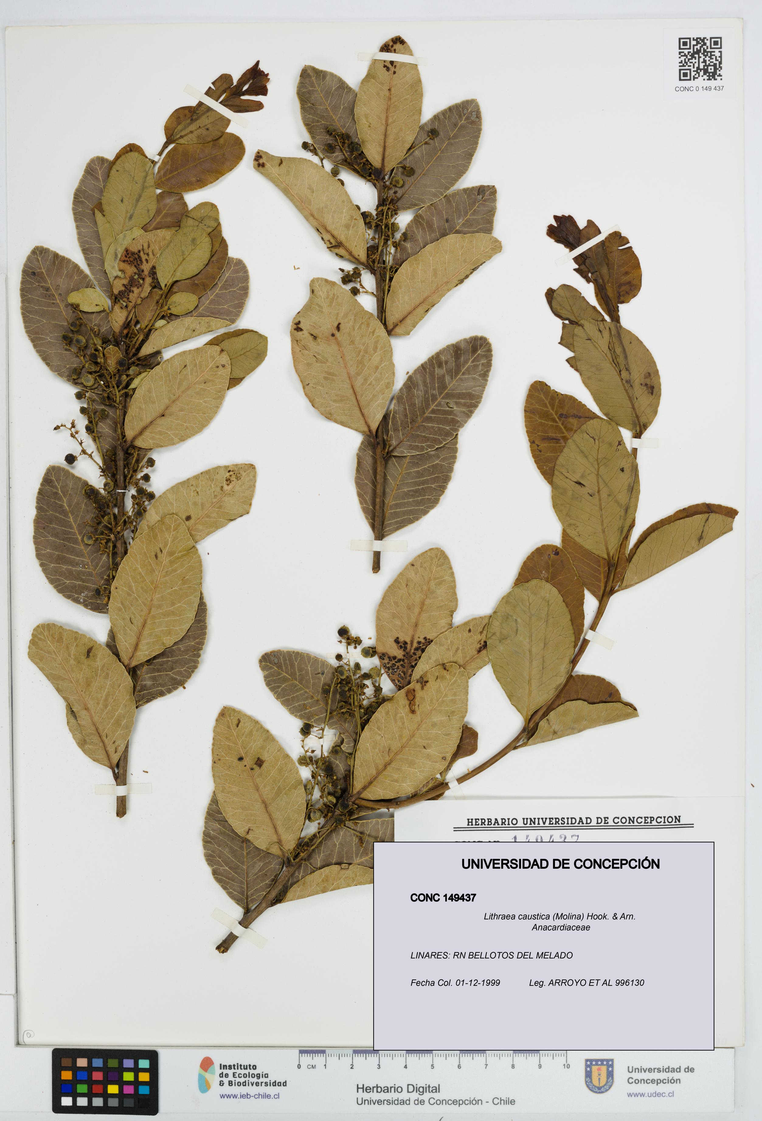 Lithraea caustica [Espécimen: UDEC:CONC:0149437]