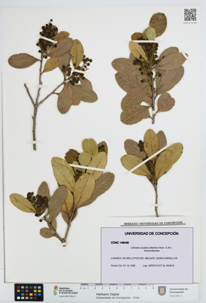 Lithraea caustica [Espécimen: UDEC:CONC:0149439]