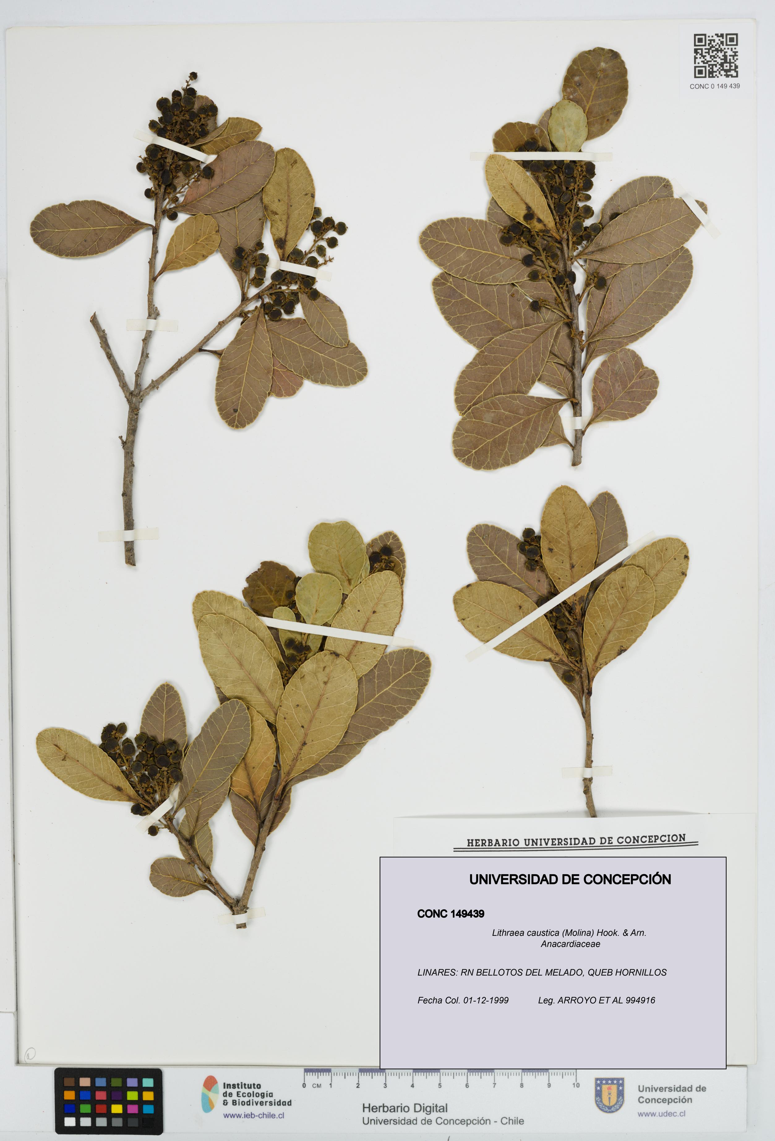 Lithraea caustica [Espécimen: UDEC:CONC:0149439]