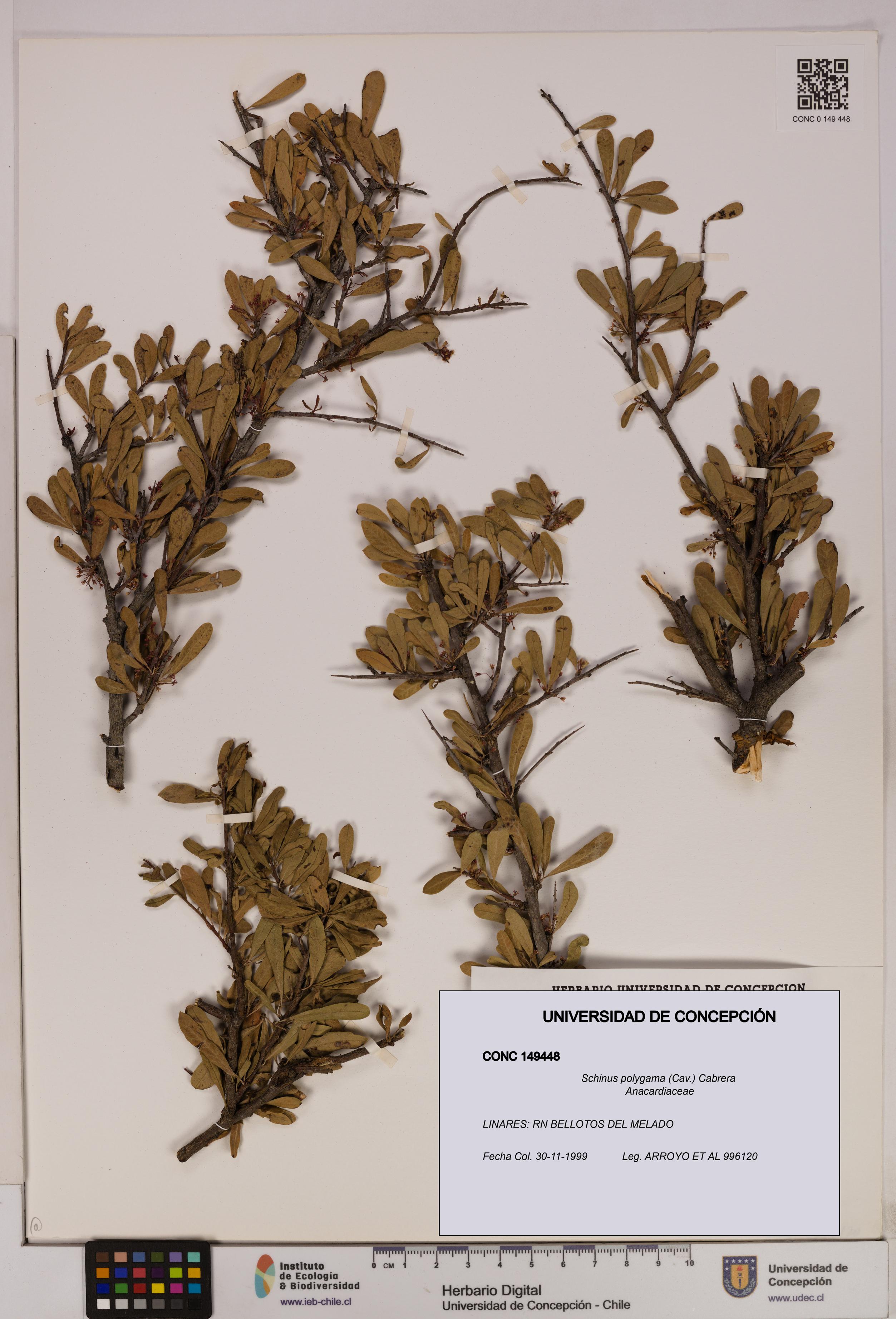 Schinus polygama [Espécimen: UDEC:CONC:0149448]