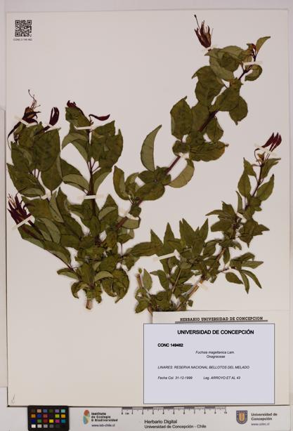 Fuchsia magellanica [Espécimen: UDEC:CONC:0149462]