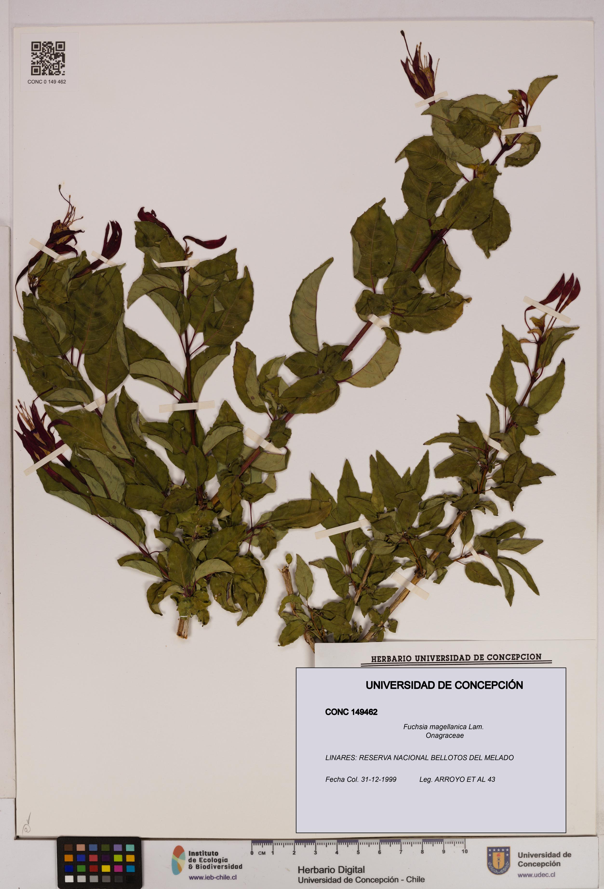 Fuchsia magellanica [Espécimen: UDEC:CONC:0149462]