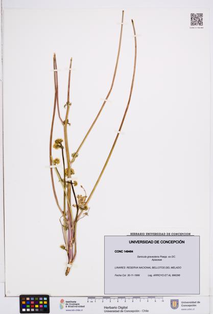 Sanicula graveolens [Espécimen: ]