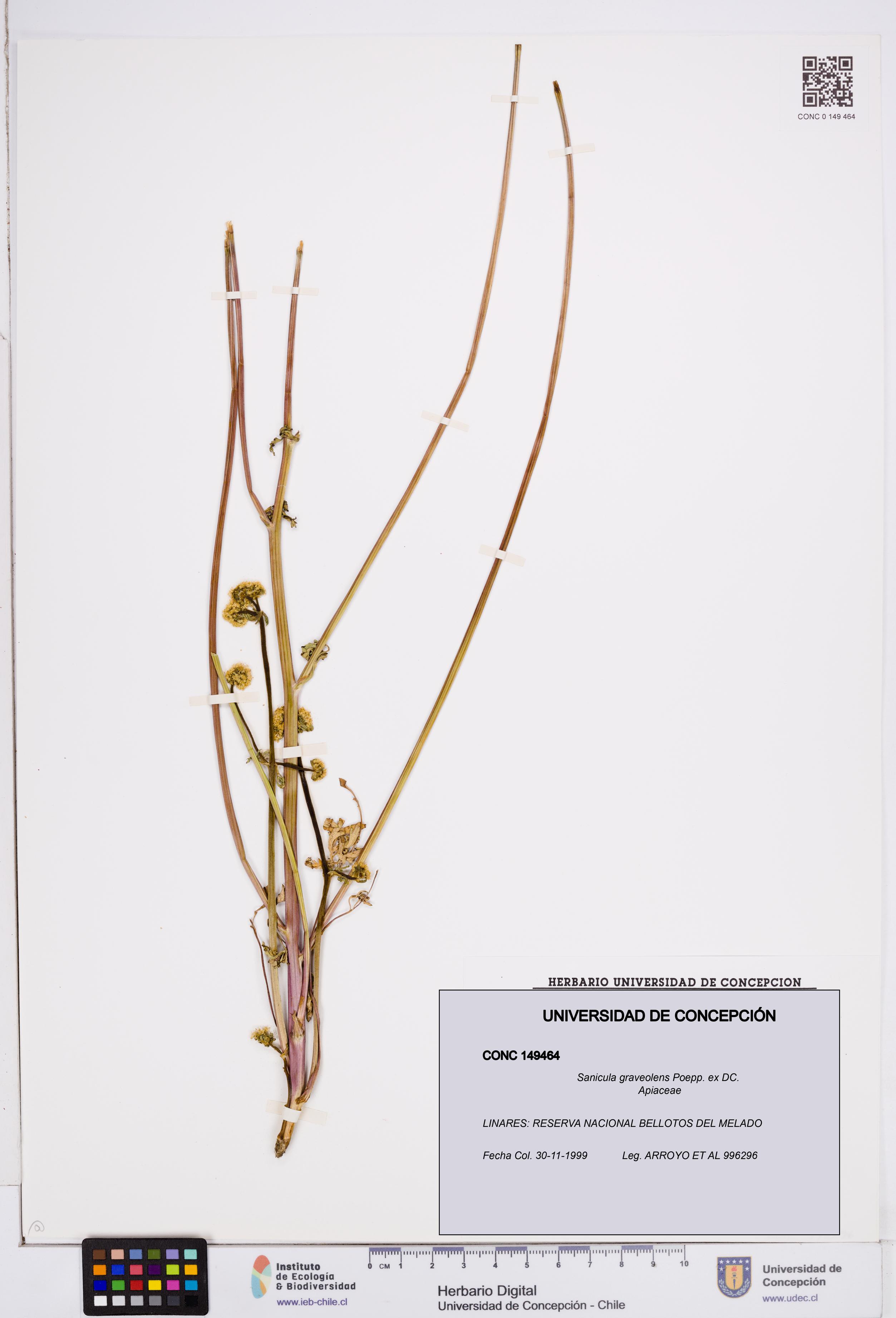 Sanicula graveolens [Espécimen: ]