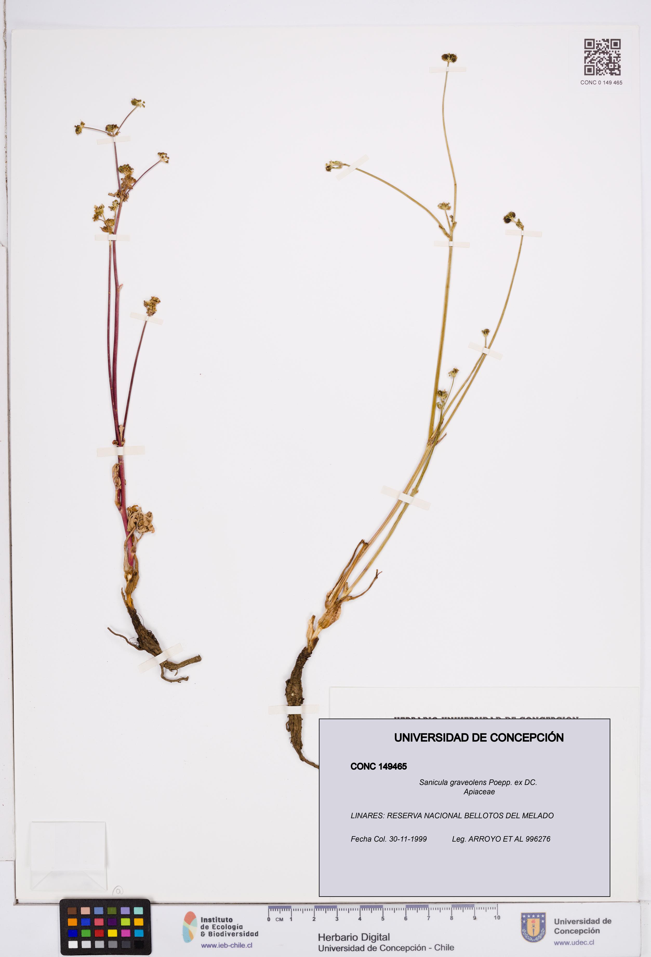Sanicula graveolens [Espécimen: ]