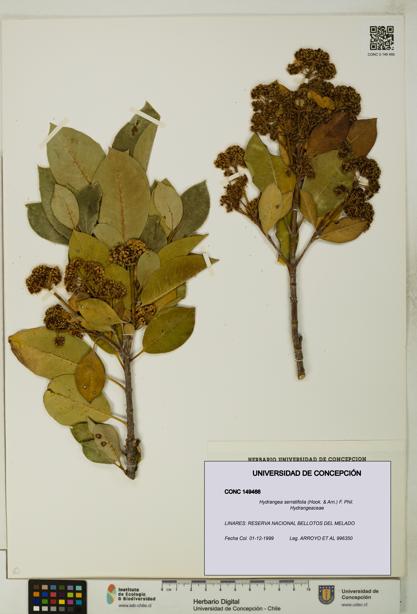 Hydrangea serratifolia [Espécimen: UDEC:CONC:0149466]