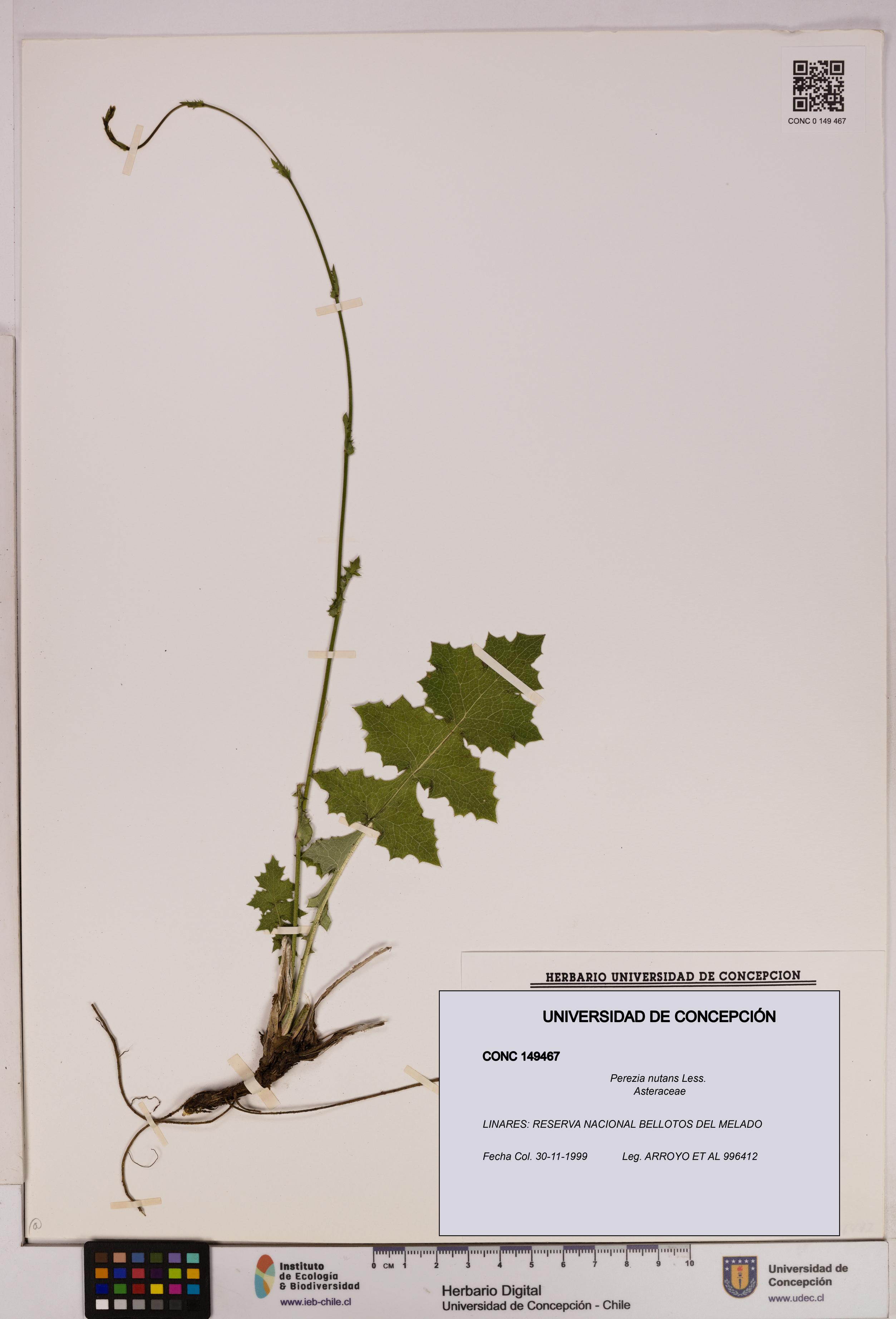 Perezia nutans [Espécimen: UDEC:CONC:0149467]