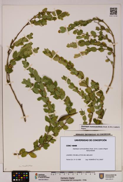 Diplolepis nummulariifolia [Espécimen: UDEC:CONC:0149468]