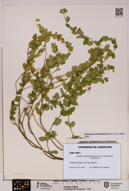 Diplolepis nummulariifolia [Espécimen: UDEC:CONC:0149471]