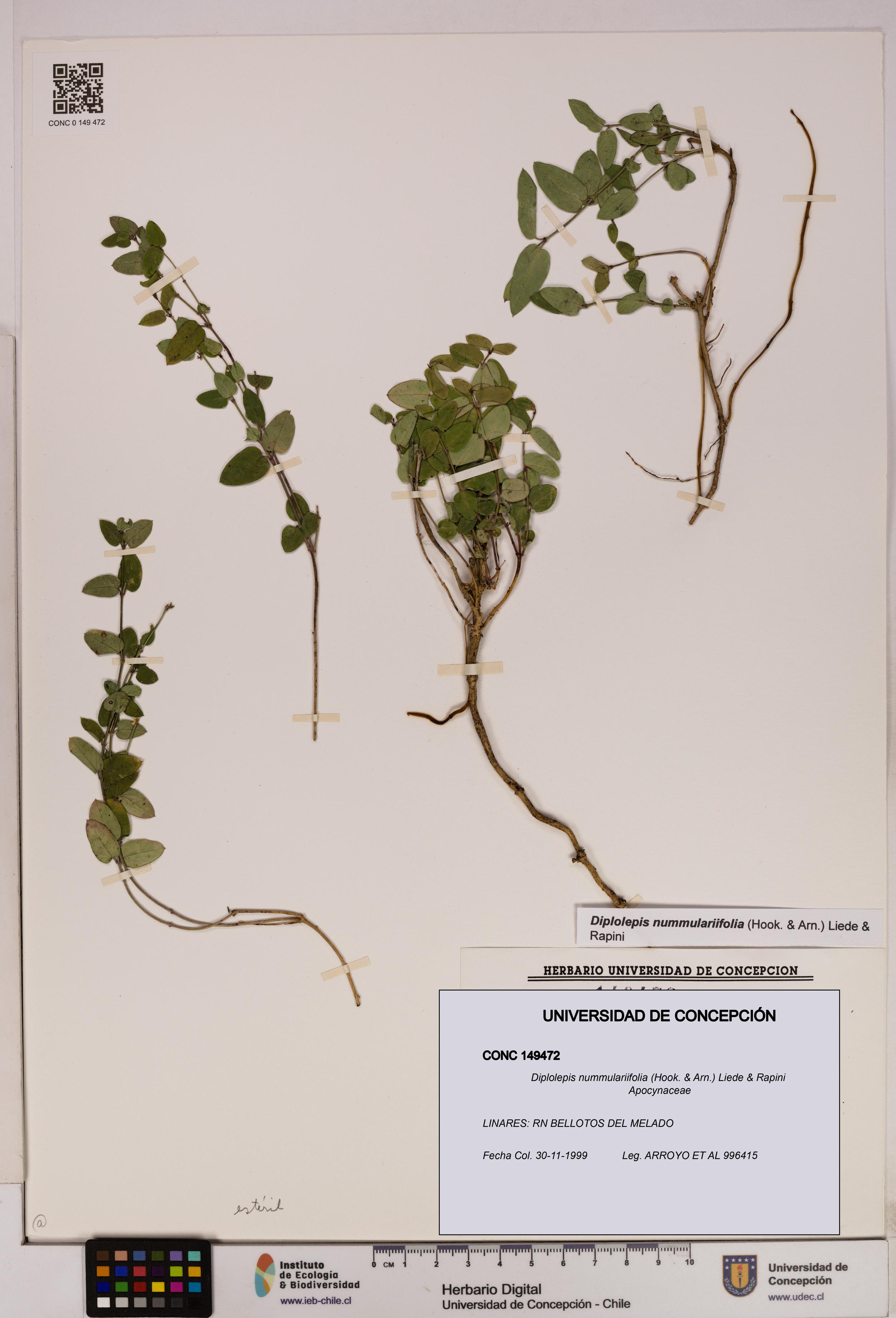 Diplolepis nummulariifolia [Espécimen: UDEC:CONC:0149472]