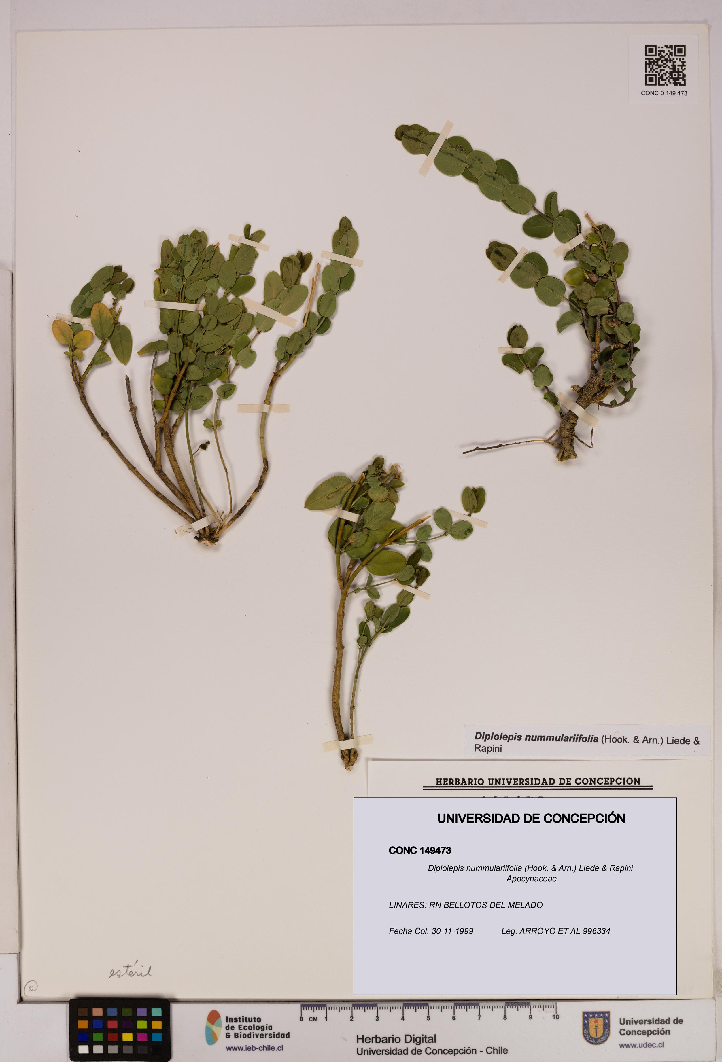 Diplolepis nummulariifolia [Espécimen: UDEC:CONC:0149473]