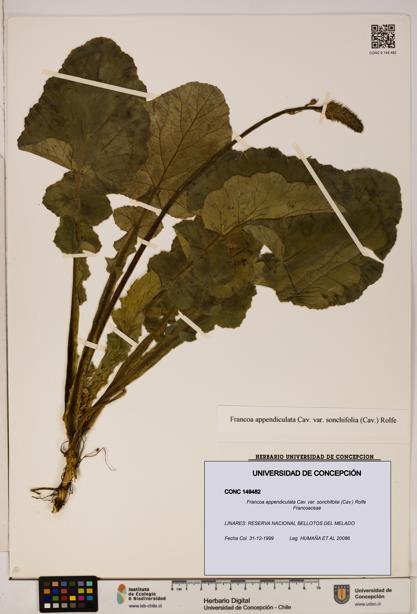 Francoa appendiculata var. sonchifolia [Espécimen: ]