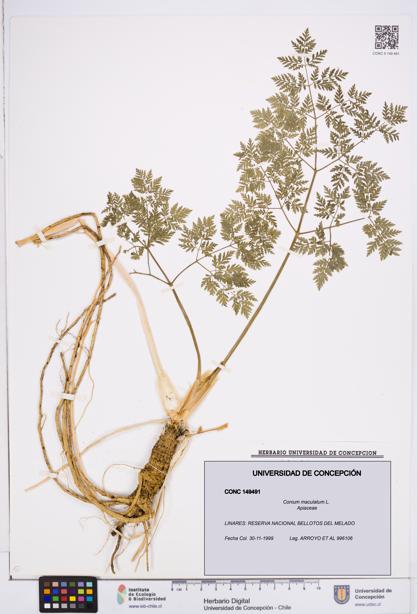 Conium maculatum [Espécimen: ]