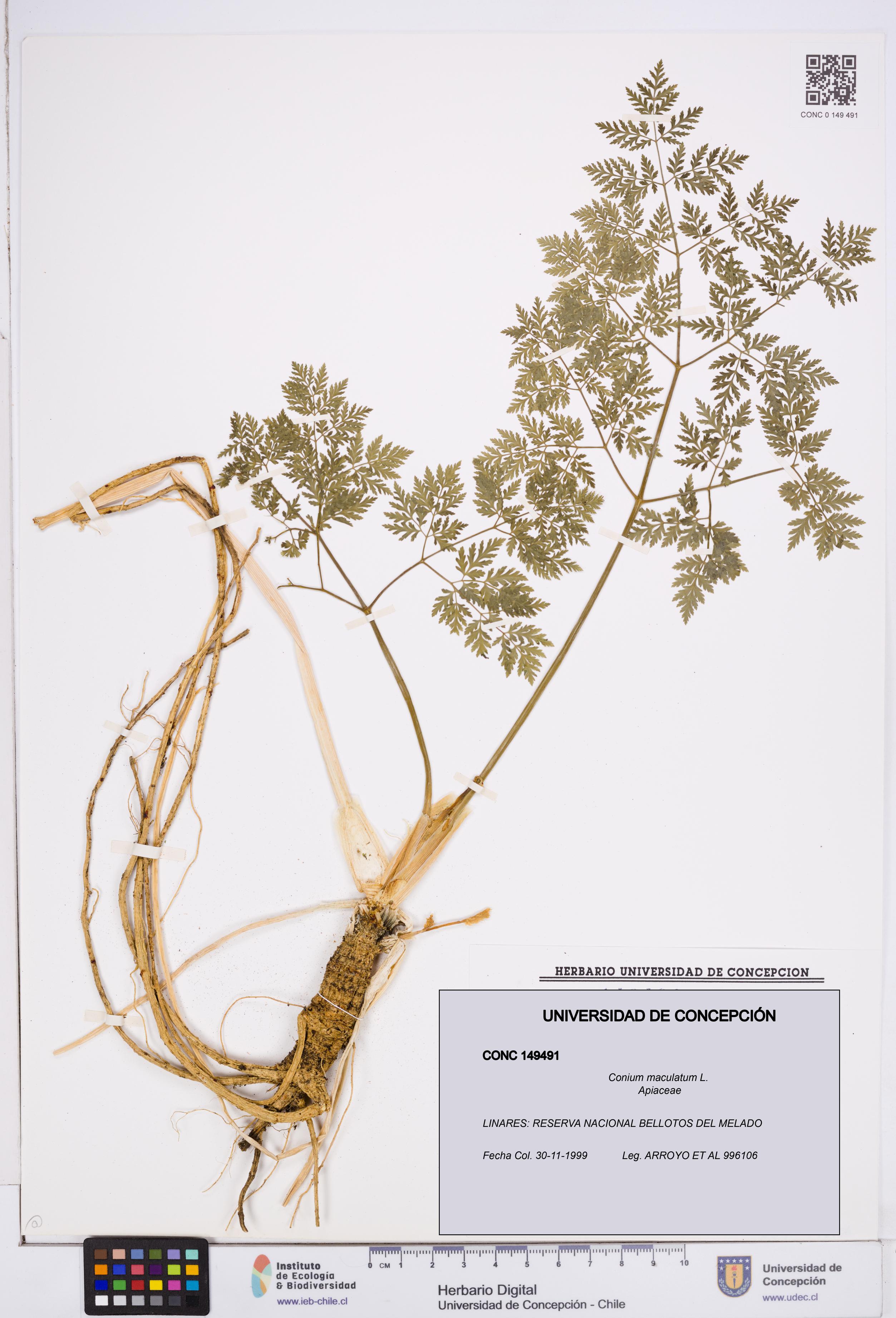 Conium maculatum [Espécimen: ]